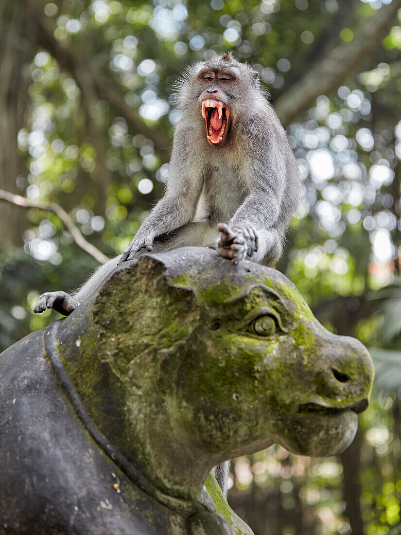  Langschwanzmakaken (Macaca fascicularis) sitzen auf einer Statue im Sacred Monkey Forest Sanctuary. Ubud, Bali, Indonesien. 