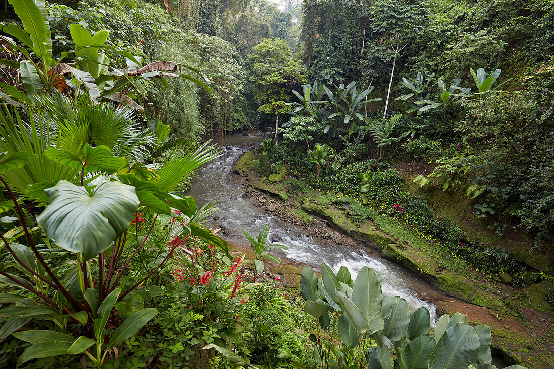 Kleiner Fluss fließt durch den Regenwald in der Nähe des Hotels Tjampuhan Spa. Ubud, Bali, Indonesien.