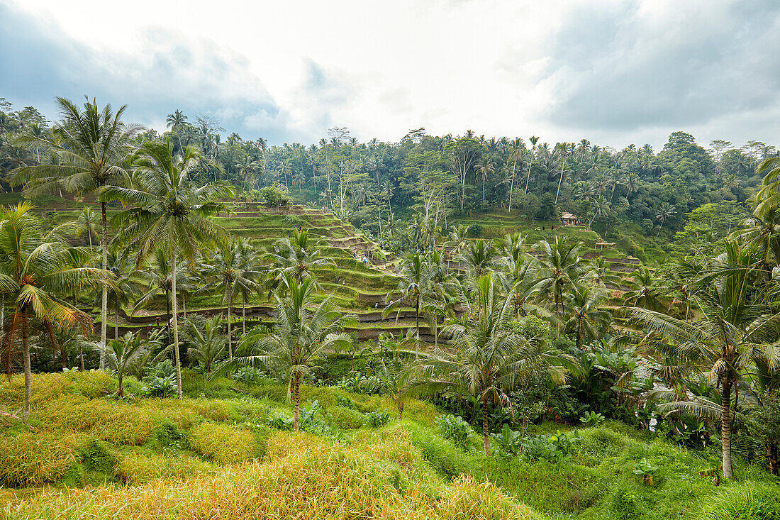 Tegalalang-Reisterrasse an einem bewölkten Tag. Dorf Tegalalang, Bali, Indonesien.