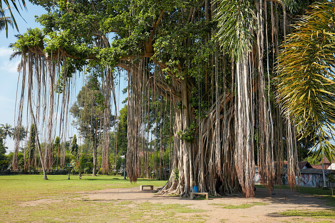  Neben dem Mendut-Tempel wächst ein riesiger Banyan-Baum (Ficus benghalensis) mit langen Luftwurzeln. Regierungsbezirk Magelang, Java, Indonesien. 