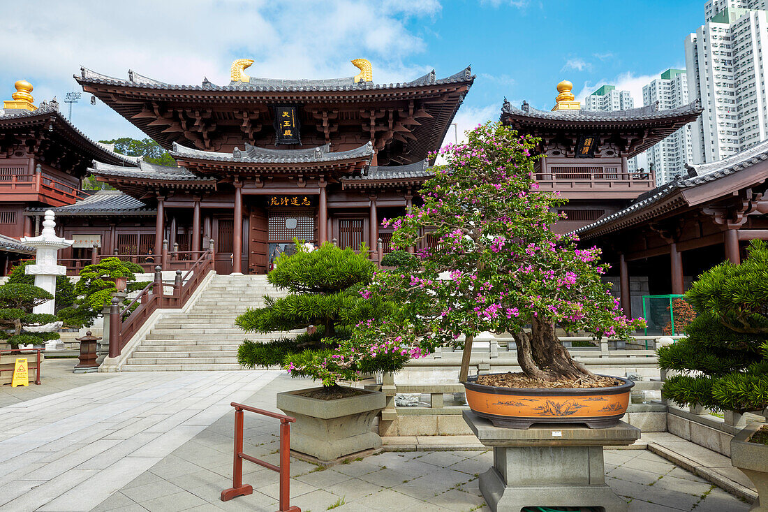 Bonsai-Bäume wachsen in einem Innenhof des Nonnenkloster Chi Lin, einem großen buddhistischen Tempelkomplex. Diamond Hill, Kowloon, Hongkong, China.