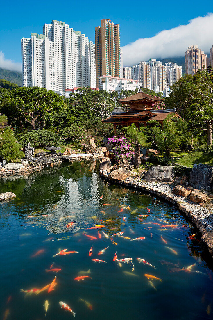  Koi-Fische schwimmen im Teich im Nan Lian Garden, einem klassischen chinesischen Garten. Diamond Hill, Kowloon, Hongkong, China. 