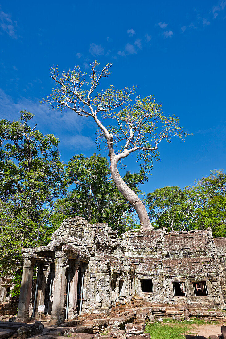  Auf den Ruinen des alten Ta Prohm-Tempels wächst ein großer Baum. Archäologischer Park Angkor, Provinz Siem Reap, Kambodscha. 