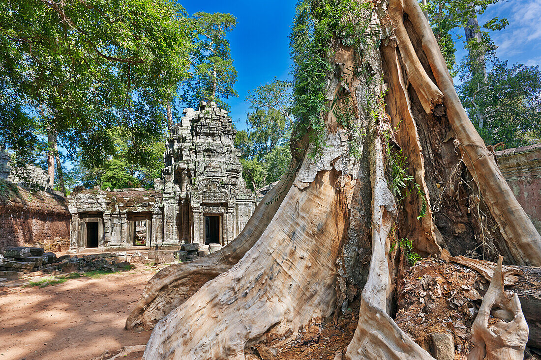 A large tree grows on the ruins of ancient Ta Prohm temple. Angkor Archaeological Park, Siem Reap Province, Cambodia.