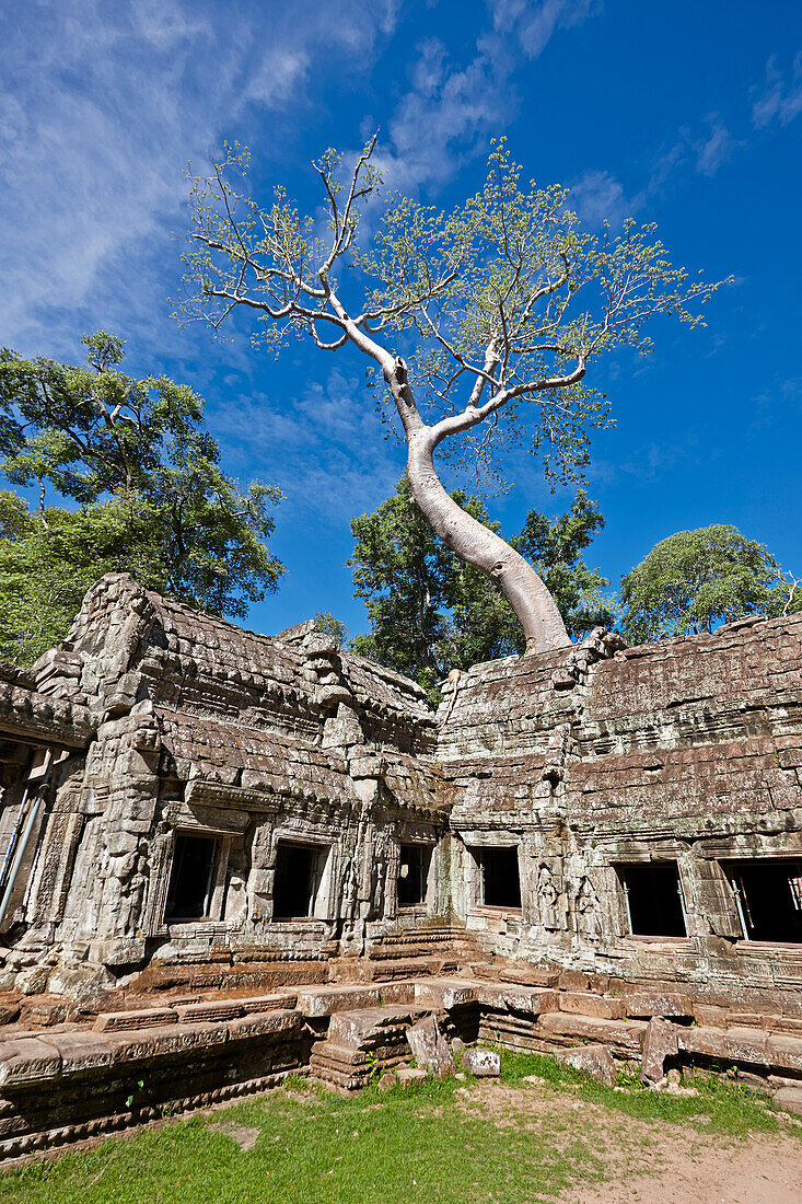  Auf den Ruinen des alten Ta Prohm-Tempels wächst ein großer Baum. Archäologischer Park Angkor, Provinz Siem Reap, Kambodscha. 