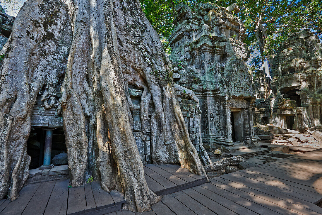 Overgrown ruins of ancient Ta Prohm temple. Angkor Archaeological Park, Siem Reap Province, Cambodia.