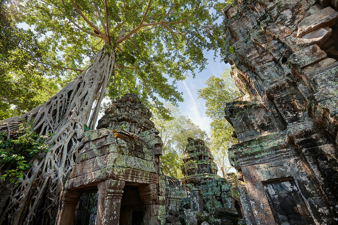  Überwucherte Ruinen des antiken Ta-Prohm-Tempels. Archäologischer Park Angkor, Provinz Siem Reap, Kambodscha. 