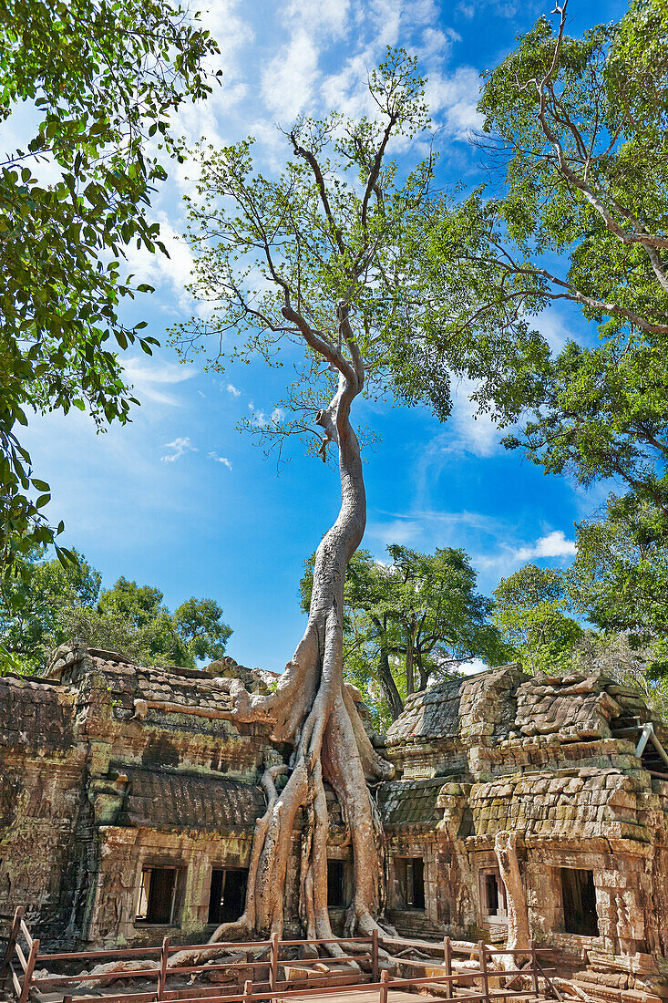  Überwucherte Ruinen des antiken Ta-Prohm-Tempels. Archäologischer Park Angkor, Provinz Siem Reap, Kambodscha. 