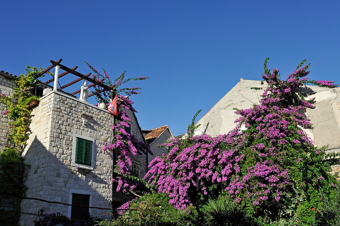 Bougainvillea am Platz neben dem Ethnographischen Museum, Diokletianspalast, Altstadt, Split, Dalmatien, Kroatien, Südosteuropa