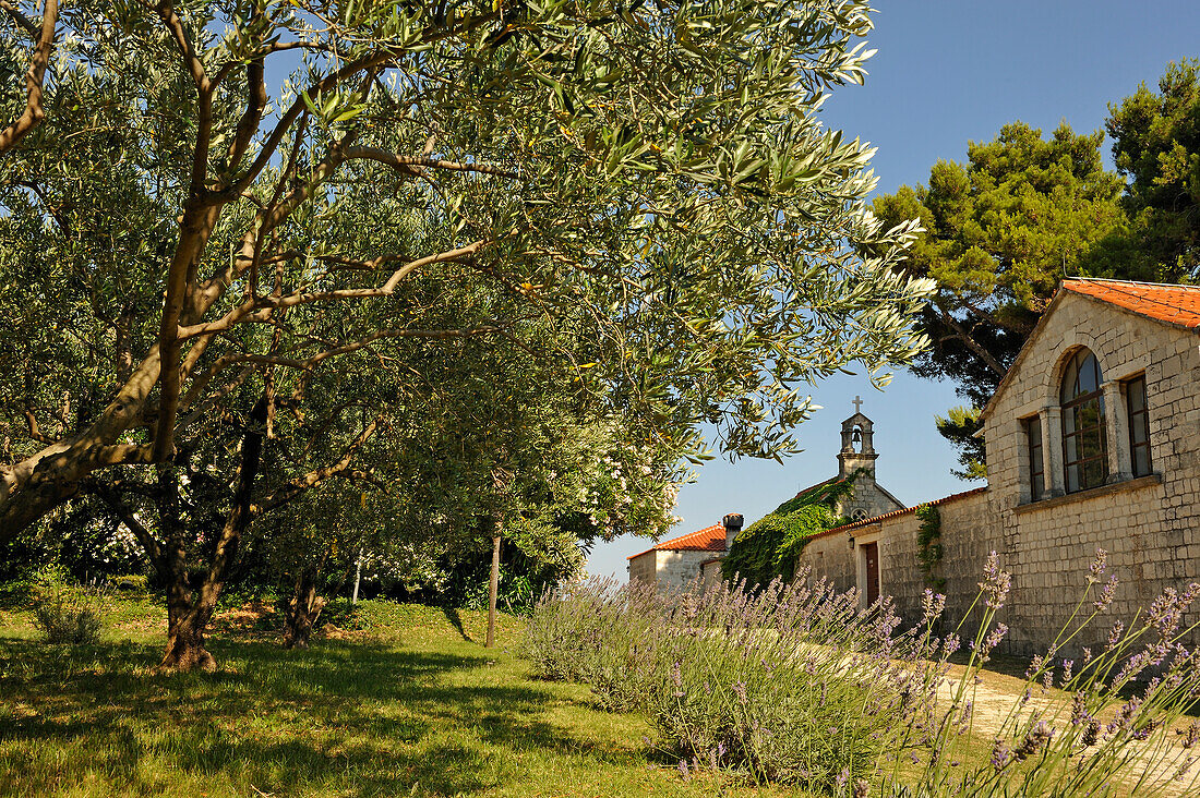 Olivenhain gegenüber der Kapelle von Kastelet mit Ausstellung, Zyklus von 'Das Leben Christi', Halbinsel Marjane, Split, Dalmatien, Kroatien, Südosteuropa