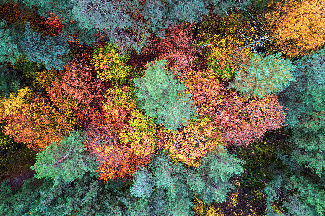  Autumn, aerial photography, mountain, forest, Heerswald, forest, Heers, Harz, Saxony-Anhalt, Germany, Europe 