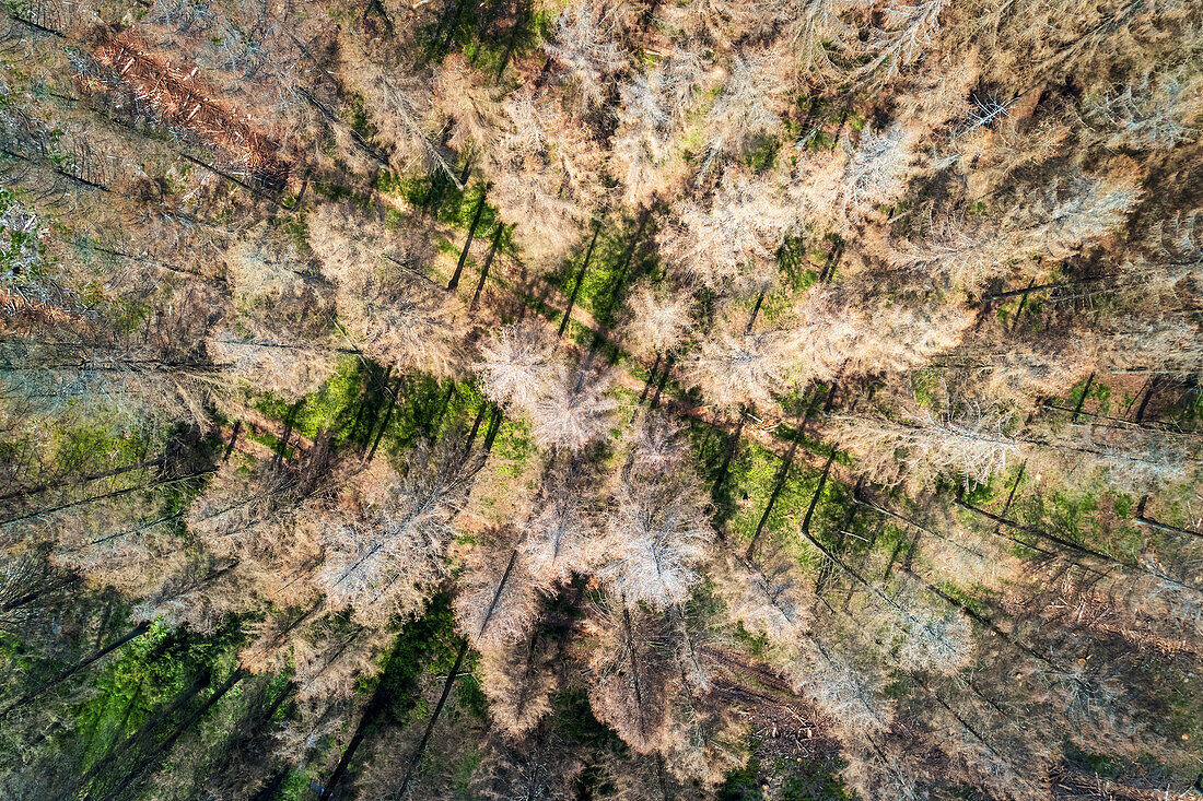  Summer, aerial photography, bark beetle, climate change, forest, Harz, Germany, Europe 