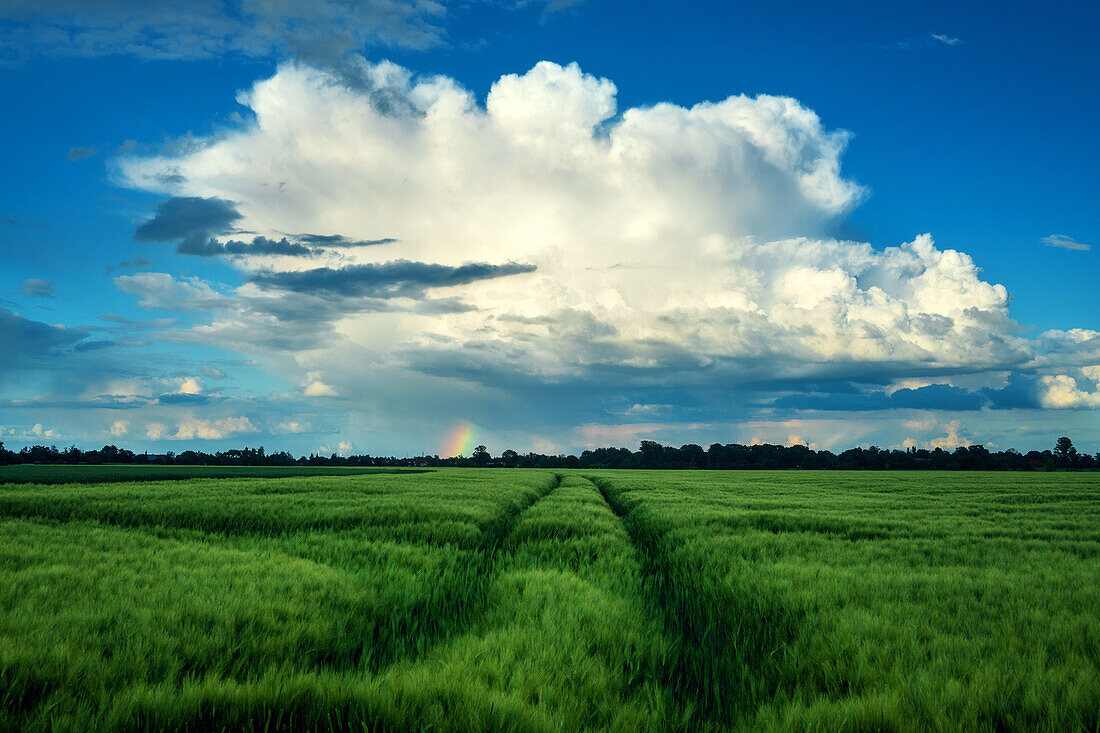  field, storm, rainbow, path, summer, storm, Saxony, Leipzig, Germany, Europe 