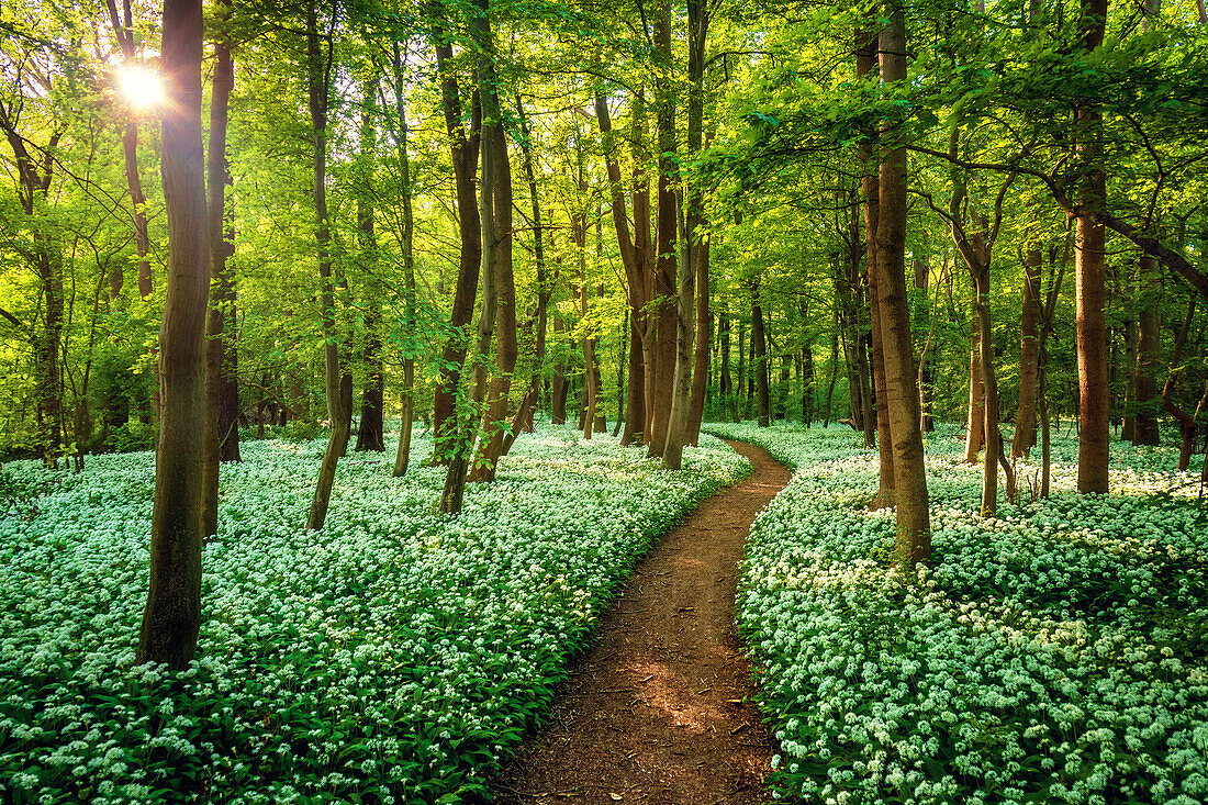  wild garlic, path, trail, dream path, forest, sea of flowers, Saxony, Leipzig, Germany, Europe 