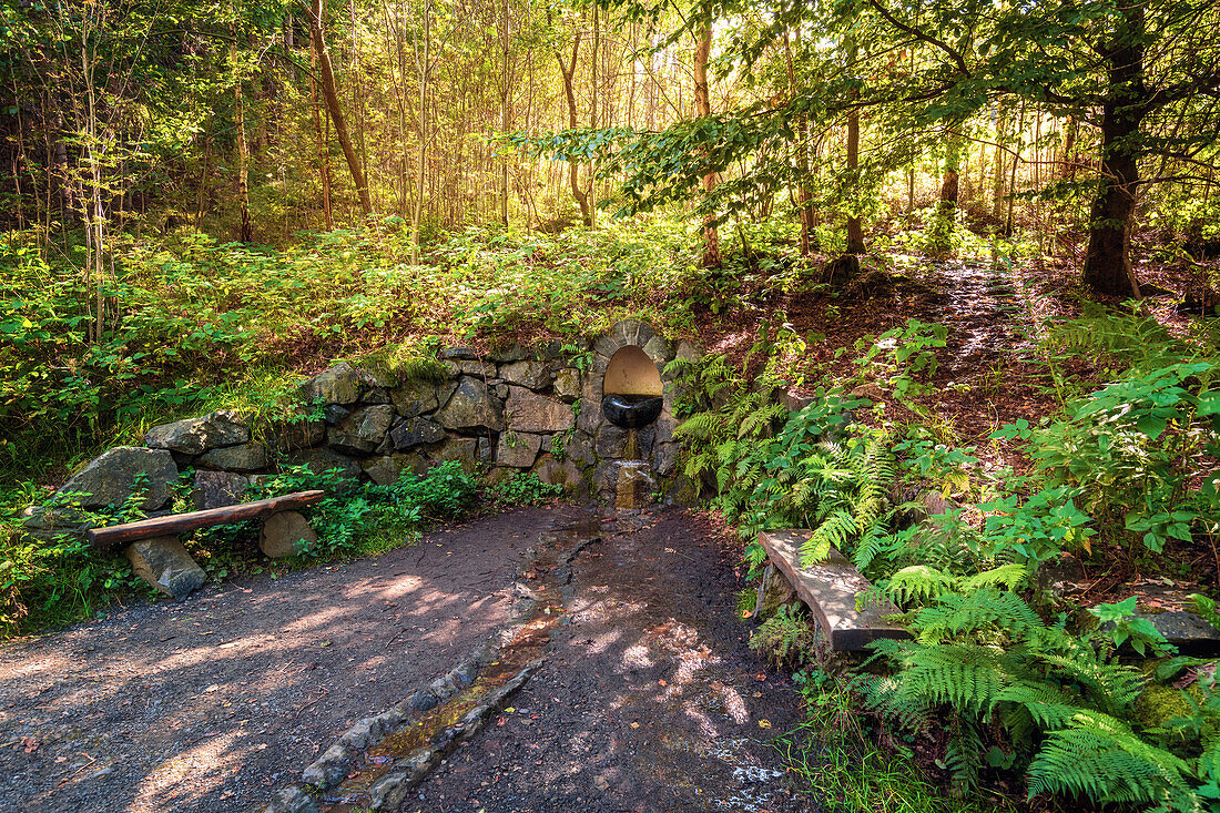 Berg, Wald, Liebesbankweg, Bocksberg, Hahnenklee, Harz, Niedersachsen, Deutschland, Europa