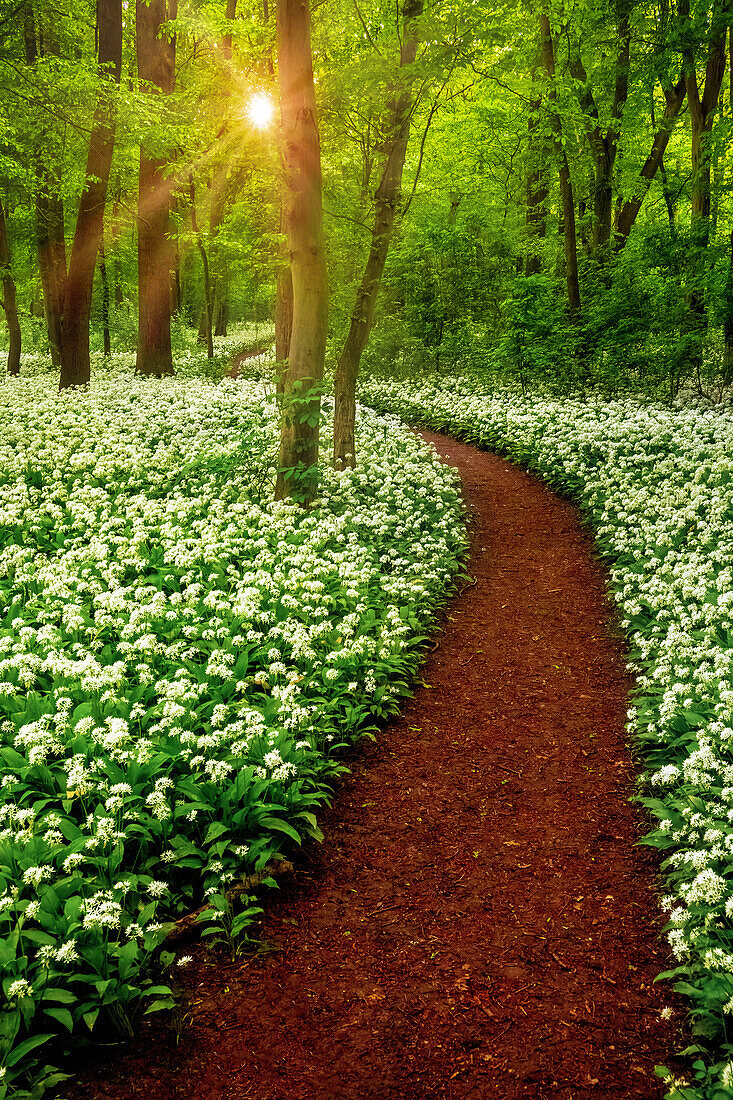 Bärlauch, Frühling, Wald, Blüte, Sonnenuntergang, Sonne, Leipzig, Sachsen, Deutschland