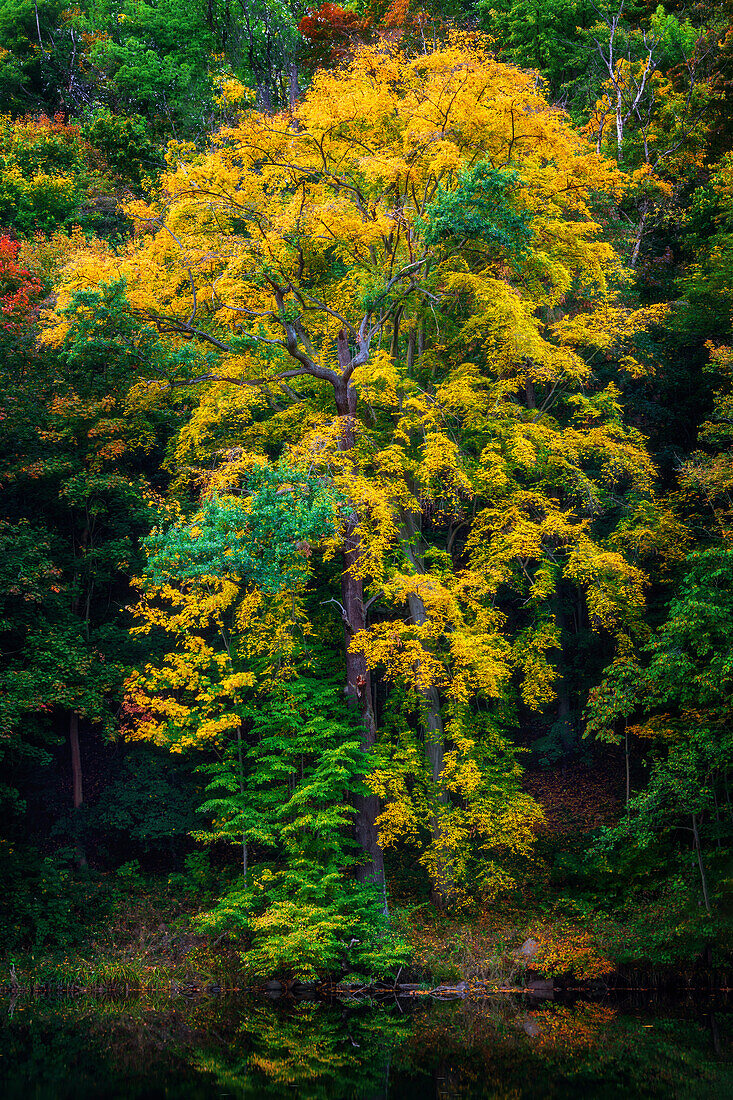 Herbst, Laubfärbung, Baum Spiegelung, Kriebstein, Zschopau, Sachsen, Deutschland, Europa