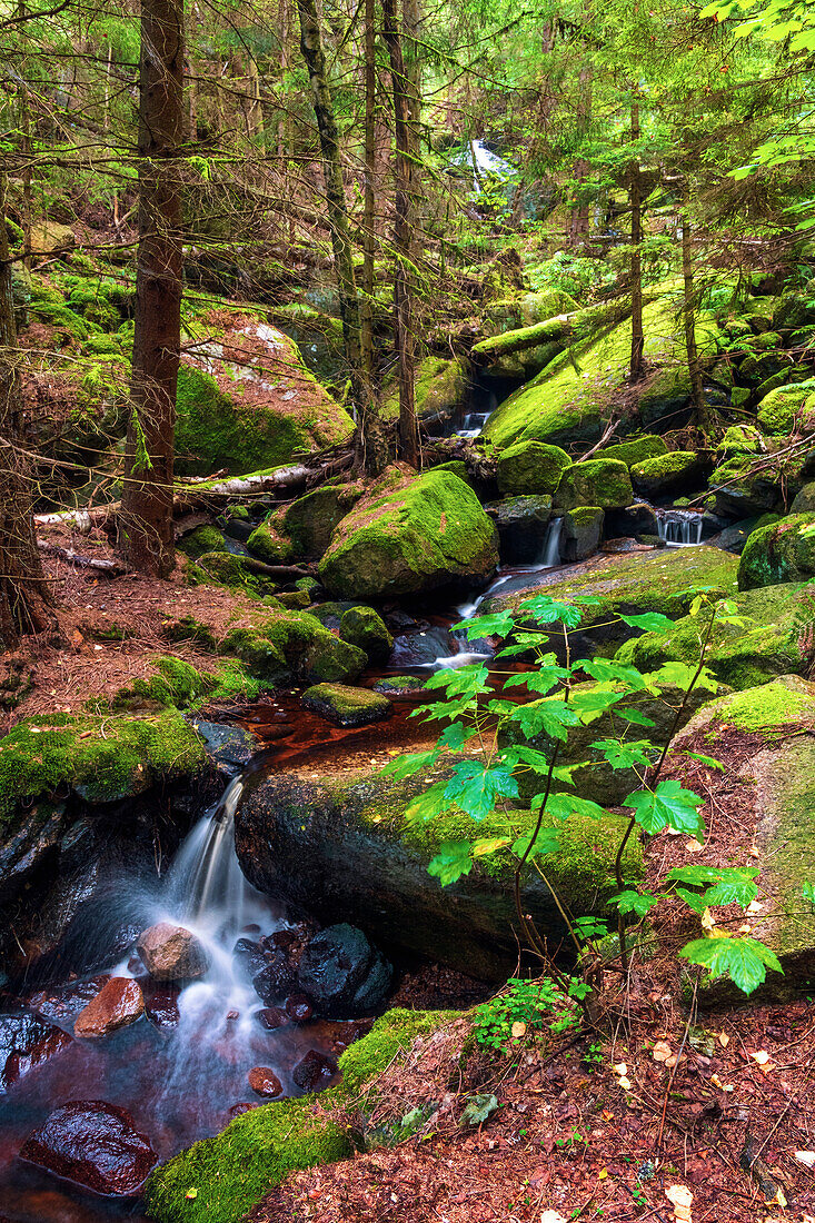 Fluss, Wasserfall, Wald, Steinerne Renne, Wenigerode, Harz, Sachsen-Anhalt, Deutschland, Europa