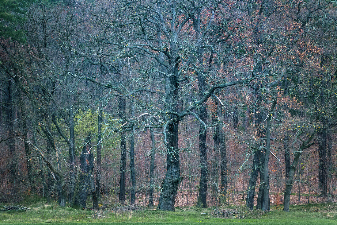  tree, forest, bare, spring, Tyrstein, Harz, Saxony-Anhalt, Germany, Europe 