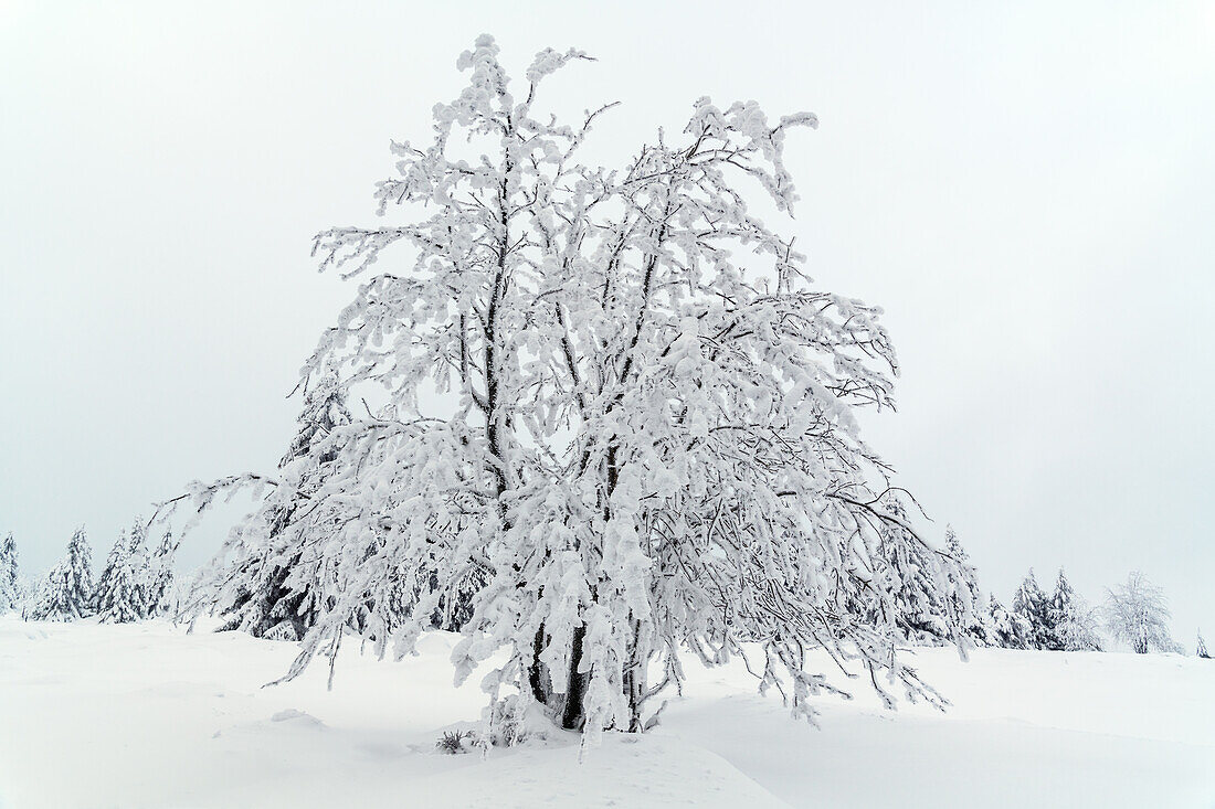  winter, snow, deep snow, forest, Sonnenberg, Harz, Lower Saxony, Germany, Europe 