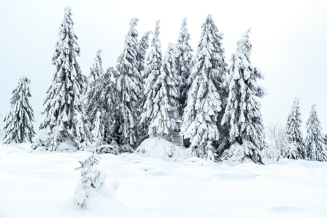  winter, snow, deep snow, forest, Sonnenberg, Harz, Lower Saxony, Germany, Europe 