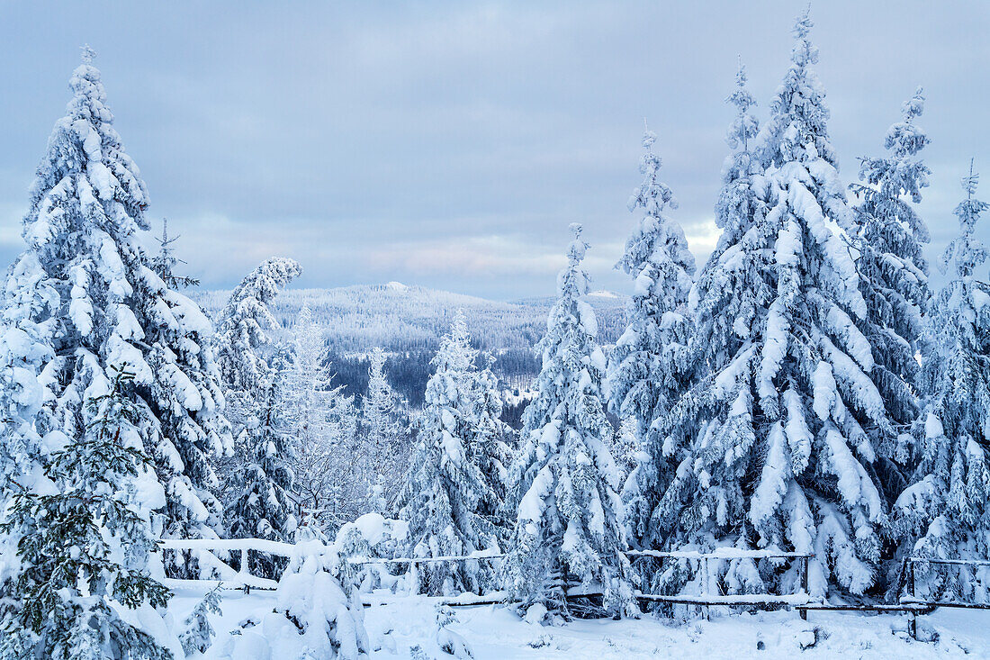  winter, snow, deep snow, forest, Sonnenberg, Harz, Lower Saxony, Germany, Europe 