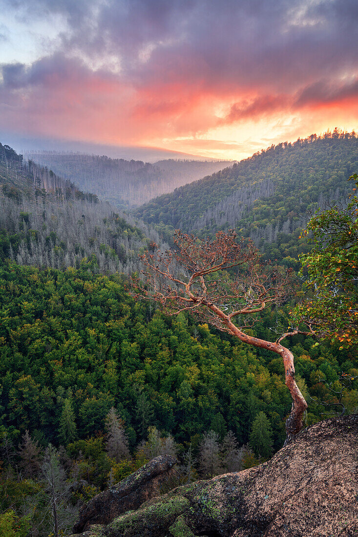 Ilsenstein, Sonnenuntergang, Klippe, Wald, Tal, Ilsetal, Ilsenburg, Harz, Sachsen-Anhalt, Deutschland, Europa