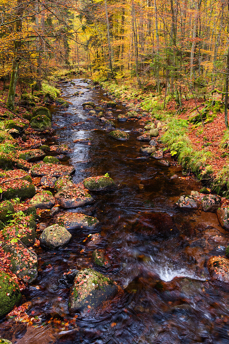  forest, water, river, Kalte Bode, Elendstal, Elend, Harz, Saxony-Anhalt, Germany, Europe 