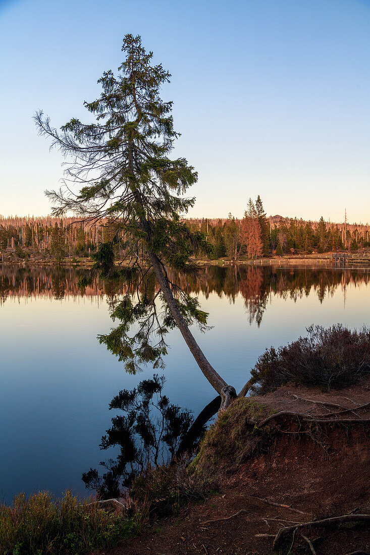  water, lake, tree, reflection, blue hour, Oderteich, Harz, Lower Saxony, Germany, Europe 