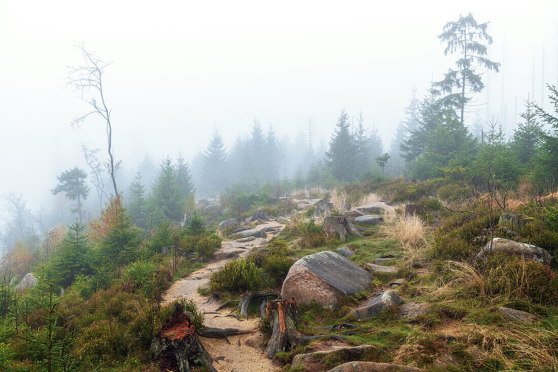  hiking trail, path, trail, rain, fog, Oderteich, Harz, Lower Saxony, Germany, Europe 