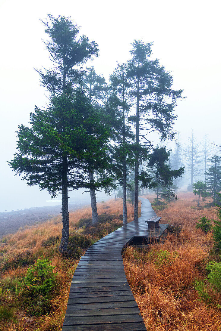 Wanderweg, Weg, Pfad, Regen, Nebel, Oderteich, Harz, Niedersachsen, Deutschland, Europa