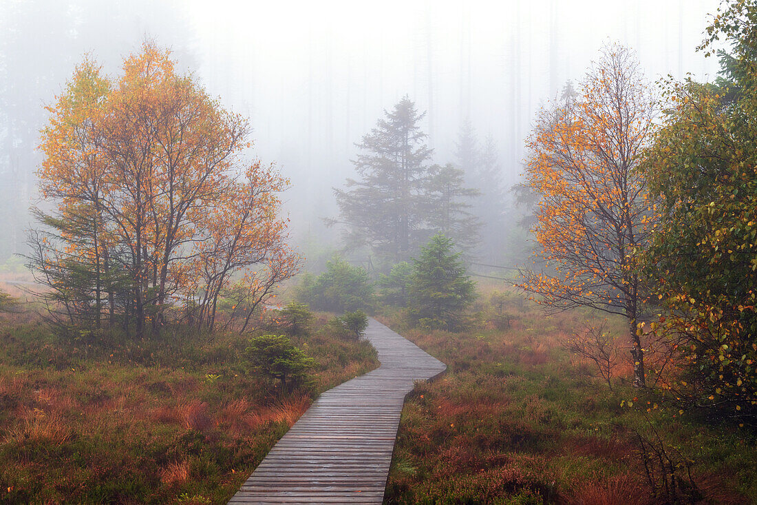  wooden walkway, path, trail, hiking trail, moor, forest, Torfhaus, Harz, Lower Saxony, Germany, Europe 