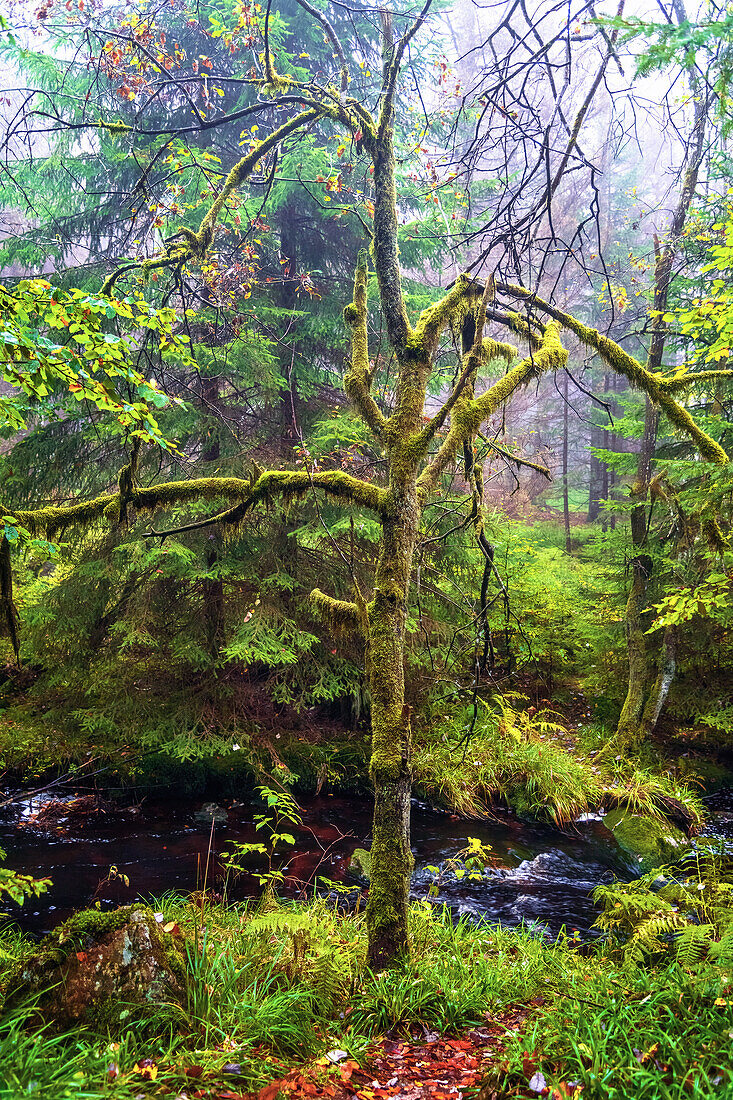 Bode, Tal, Fluss, Nebel, Wandern, Wald, Braunlage, Harz, Niedersachsen, Deutschland, Europa