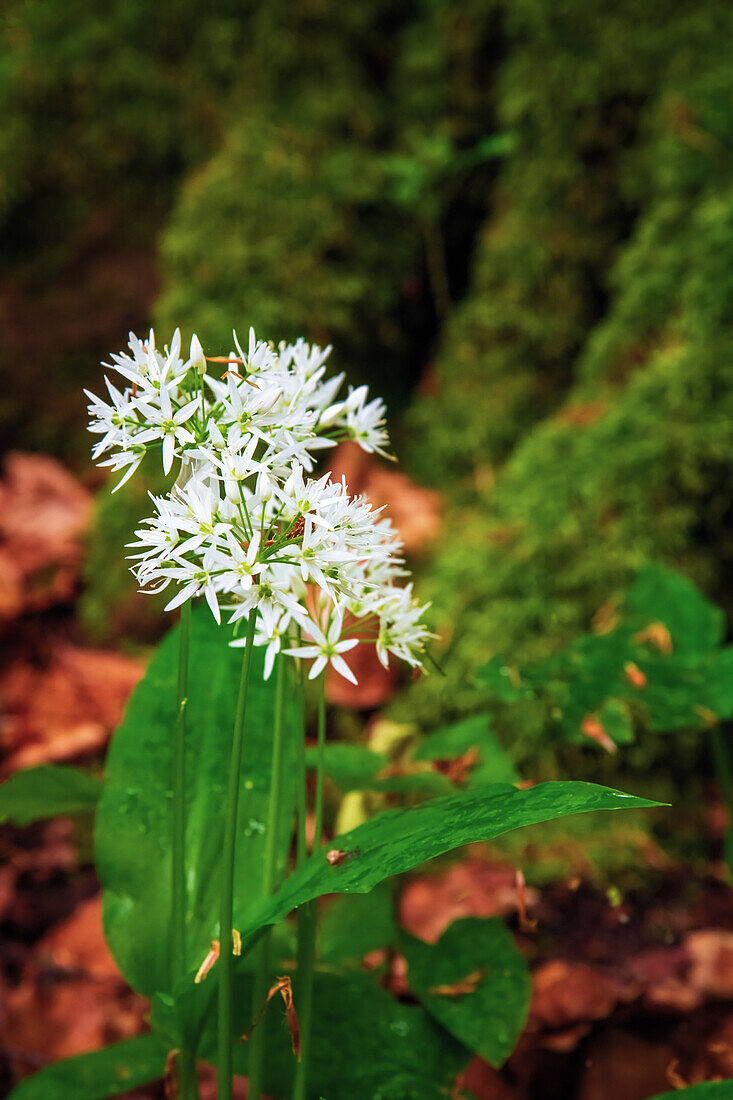 Pflanze, Wald, Bärlauch, Blüte, Knoblauch, Düna, Harz, Niedersachsen, Deutschland, Europa