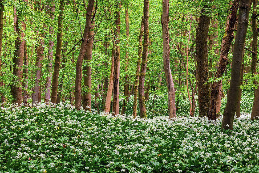  hill, forest, wild garlic, blossom, garlic, DÃ¼na, Harz, Lower Saxony, Germany, Europe 