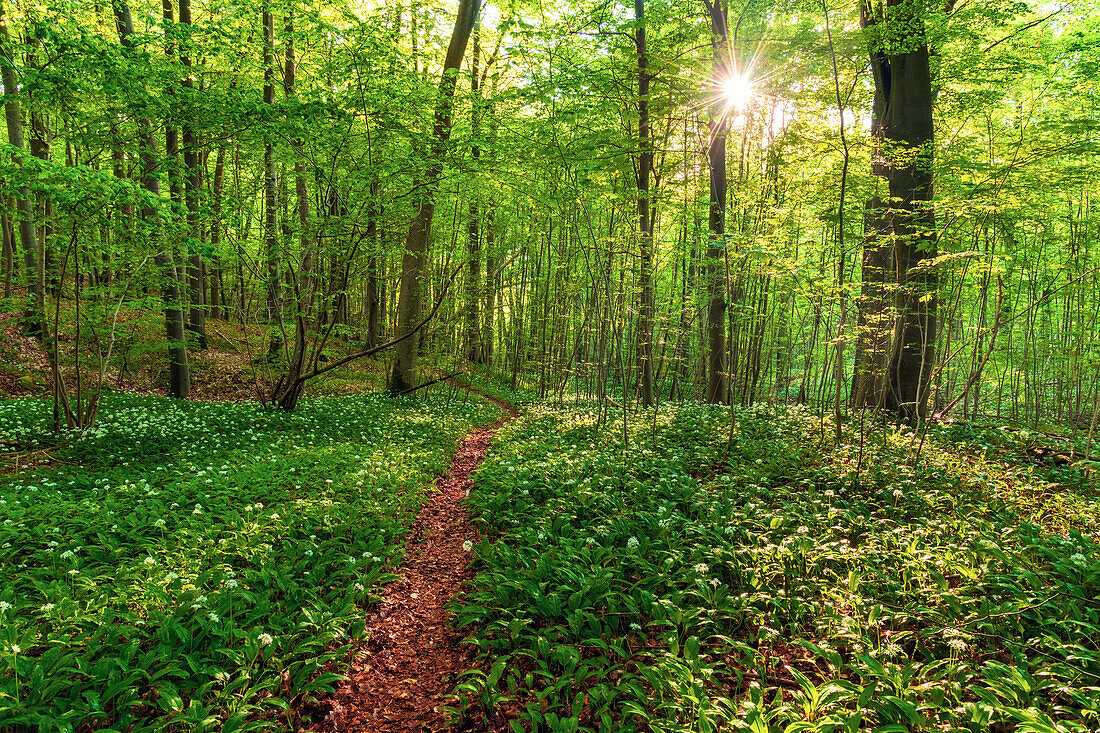 Sonne, Hügel, Wald, BÃ¤rlauch, Blüte, Knoblauch, Düna, Harz, Niedersachsen, Deutschland, Europa