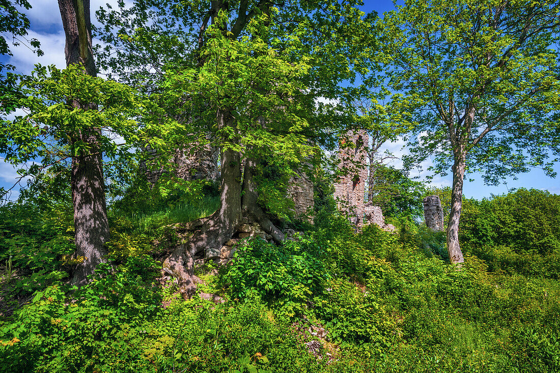  Mountains, forest, castle, ruin, Stecklenburg, Stecklenberg, low mountain range, Harz, Lower Saxony, Germany, Europe 