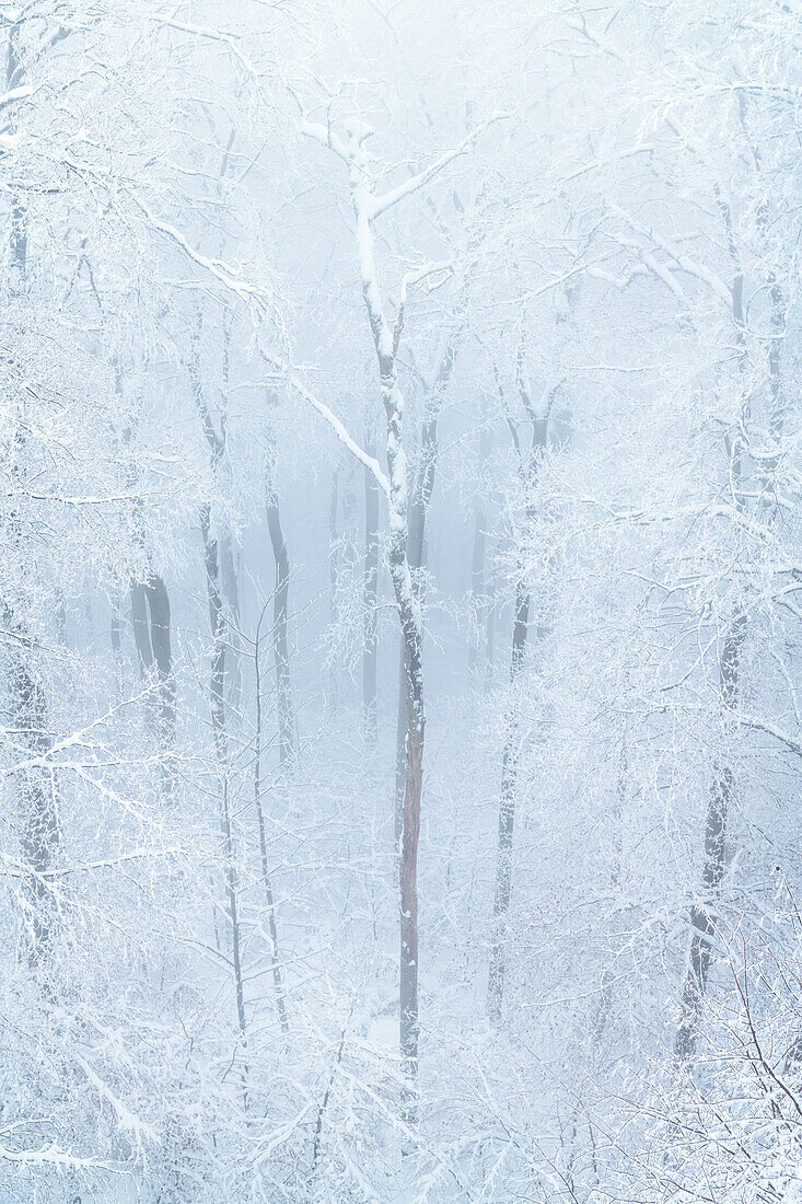  snow, winter, cliff, forest, Kuckholzklippe, Frau Holle, Harz, Lower Saxony, Germany, Europe 