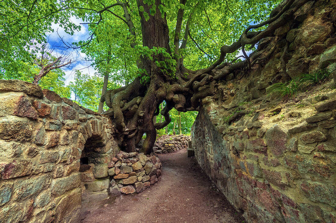  Magic tree, forest, castle, ruin, Stecklenburg, Stecklenberg, low mountain range, Harz, Lower Saxony, Germany, Europe 