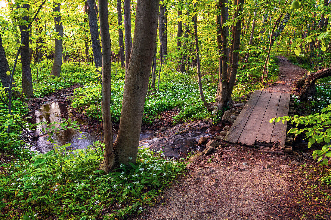  river, bridge, valley, wooden bridge, forest, Eckertal, Bad Harzburg, low mountain range, Harz, Lower Saxony, Germany, Europe 