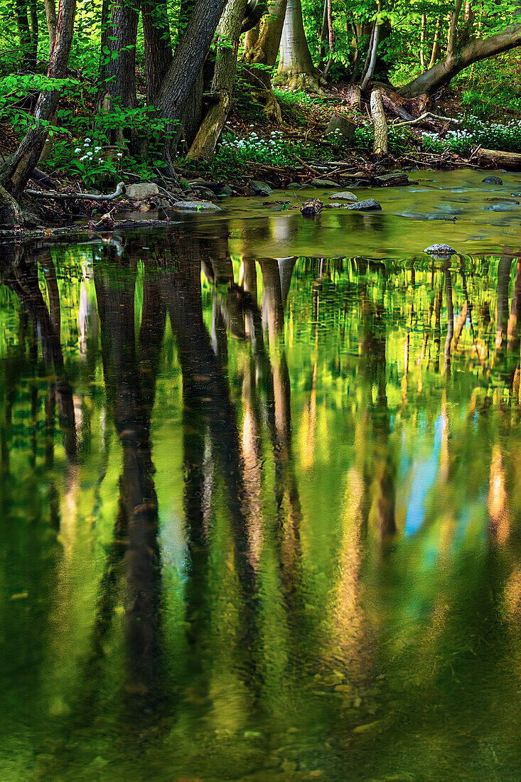  river, tree, reflection, valley, forest, Eckertal, Bad Harzburg, low mountain range, Harz, Lower Saxony, Germany, Europe 