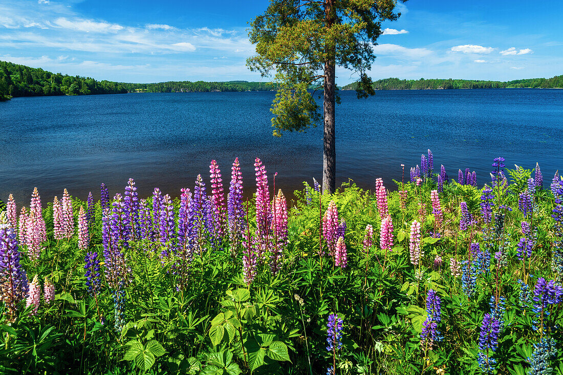 Fluss, See, Lupinen, Blumen, Wildblumen, Wald, Baum, Sonnenuntergang, Schweden, Europa