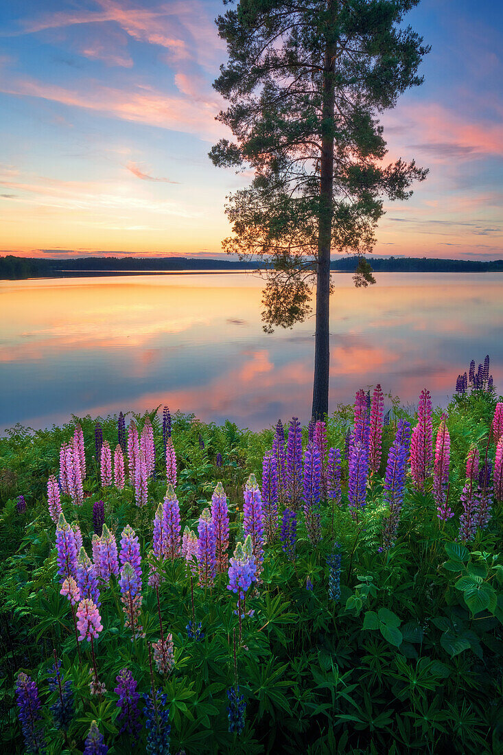  river, lake, lupins, flowers, wildflowers, forest, sun, sunset, Sweden, Europe 