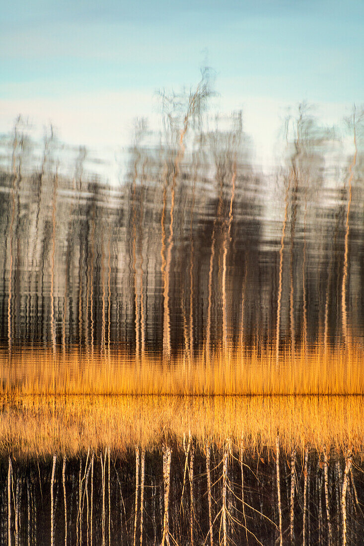 See, Ufer, Wald, Abstrakt, Spiegelung, Bäume, Wallendorf, Leipzig, Sachsen, Deutschland