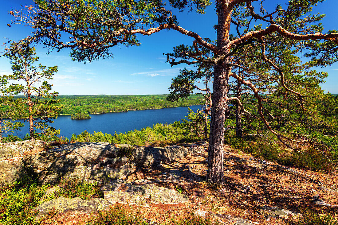 Fluss, See, Aussicht, Wald, Wälder, Baum, Wildnis, Schweden, Europa