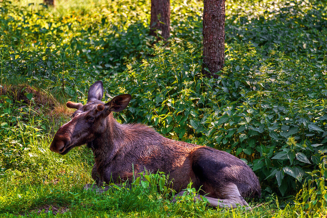  moose, lying, forest, trees, zoo, Sweden, Europe 