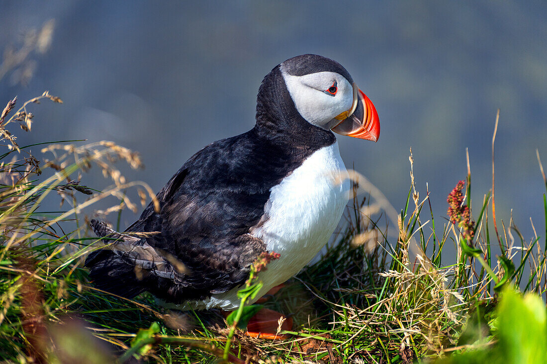  puffin, puffin, bird, coast, cliffs, mountains, Iceland, Europe 