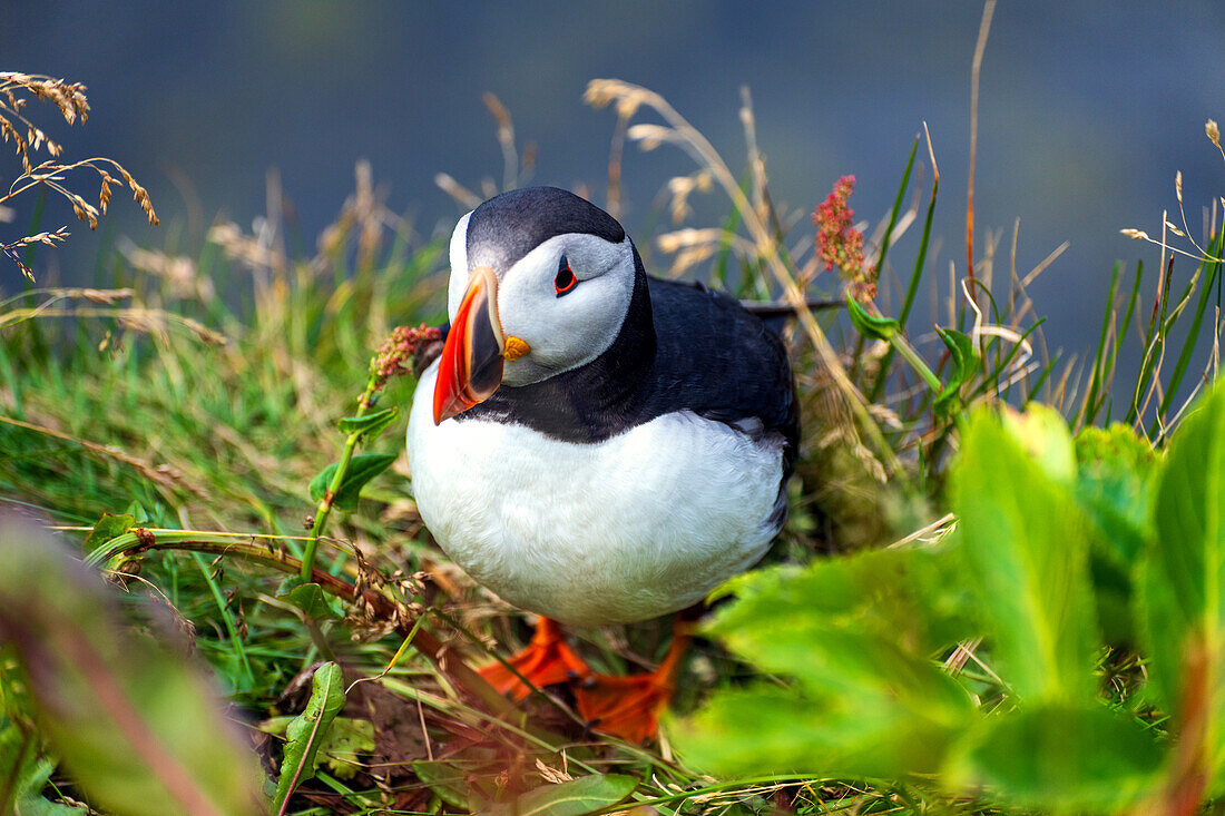 Papageientaucher, Papageitaucher, Puffin, Vogel, Küste, Klippen, Berge, Island, Europa