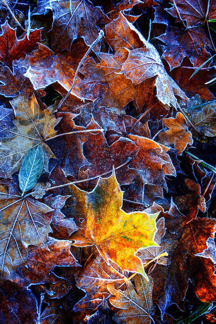 Blatt, Park, Herbst, Laubfärbung, Wald, Brumby, Sachsen-Anhalt, Deutschland, Europa