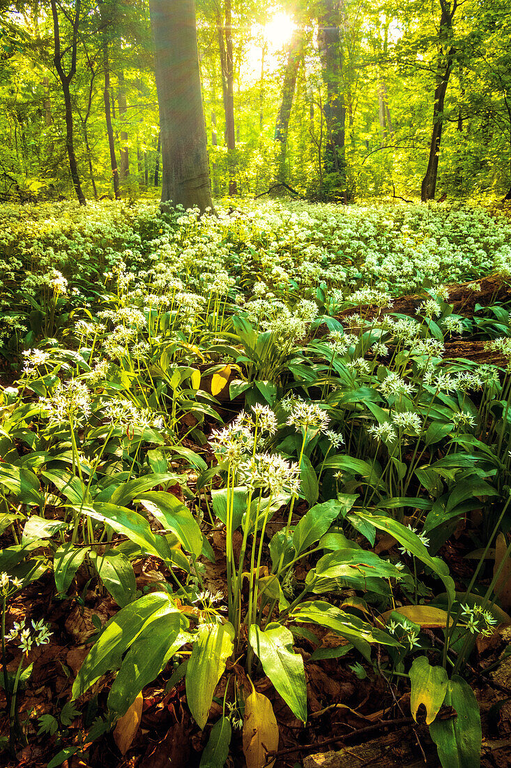  wild garlic, spring, forest, blossom, sunset, sun, Leipzig, Saxony, Germany 